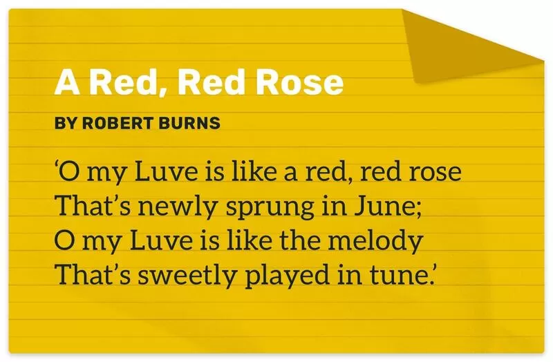 Une rose rouge unique