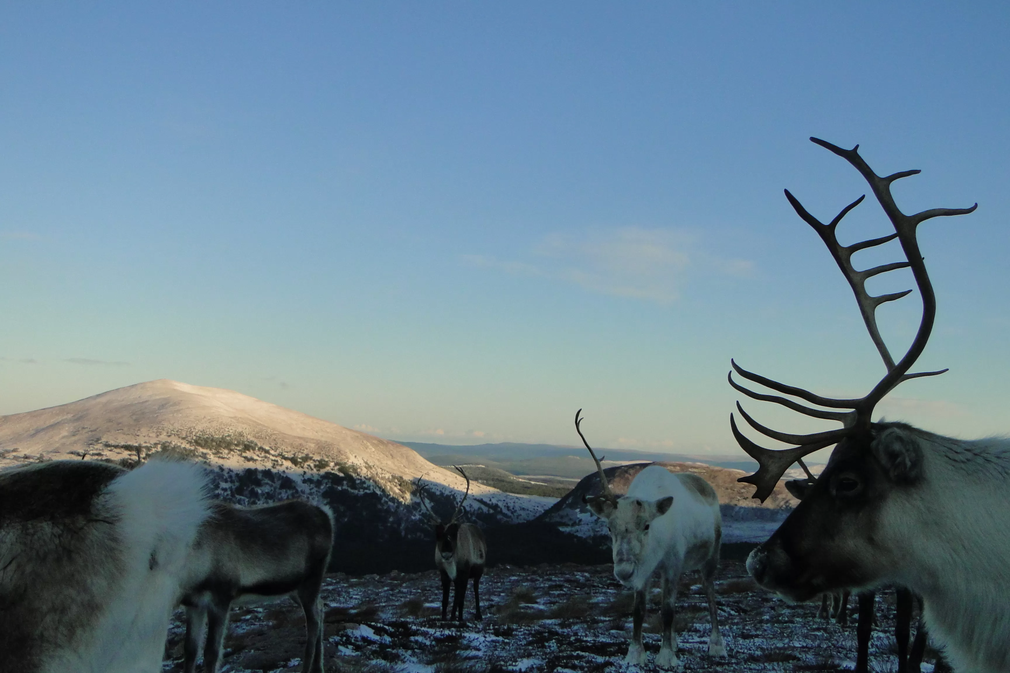 Reindeer herd stands in deep snow