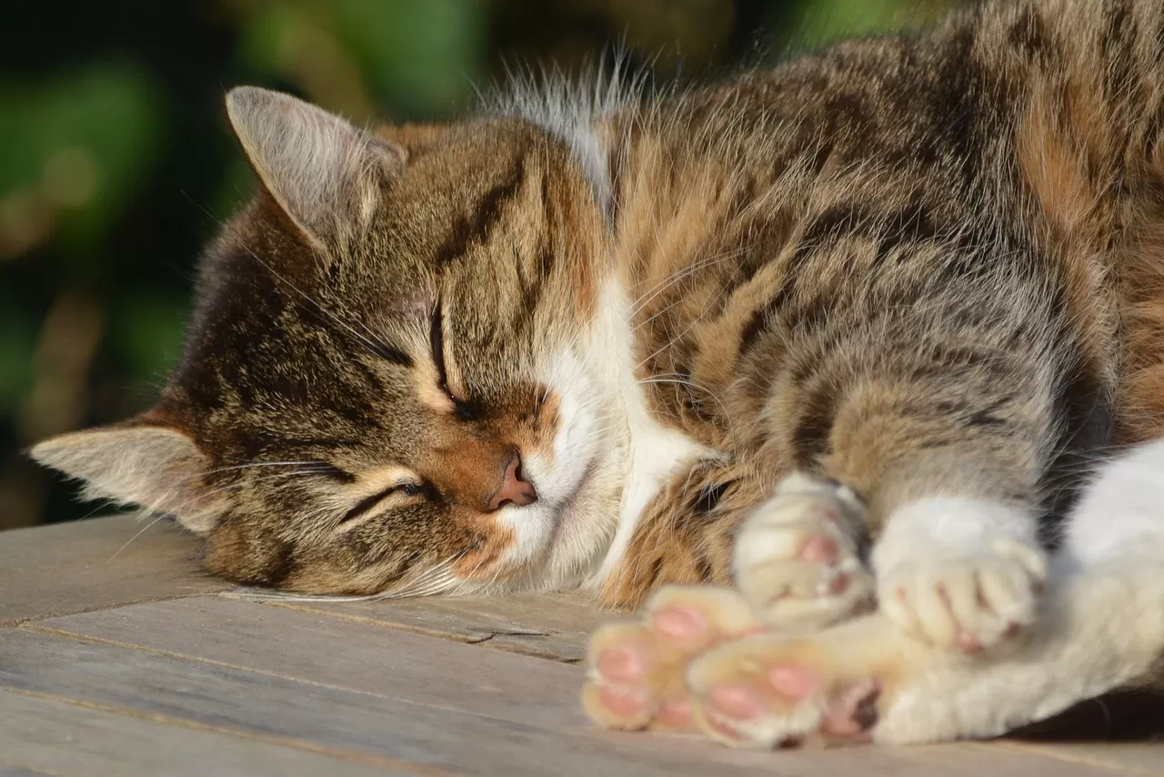 A peaceful tabby cat curled up asleep on a light-colored surface, depicting the main subject of a poem on sleeping
