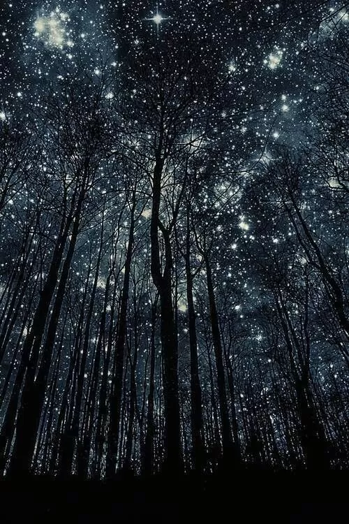 stars in the wood