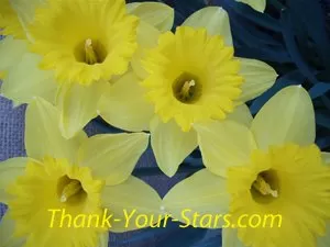 Four vibrant yellow daffodils blooming in a garden